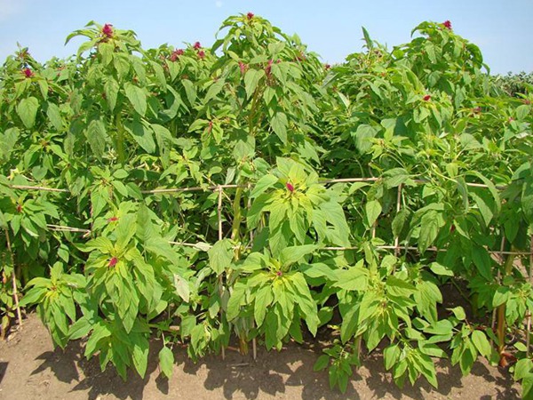 一畝籽粒莧可以養幾頭豬