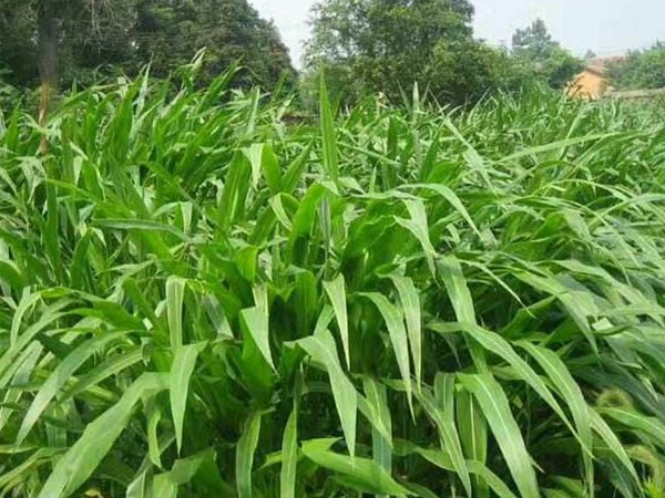 墨西哥玉米草畝播種量多少？如何播種
