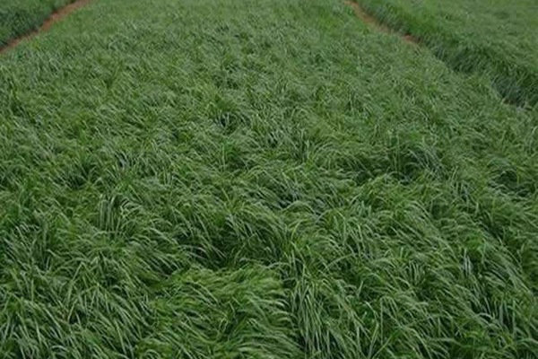 驢每天吃多少飼草，喂養的效益如何