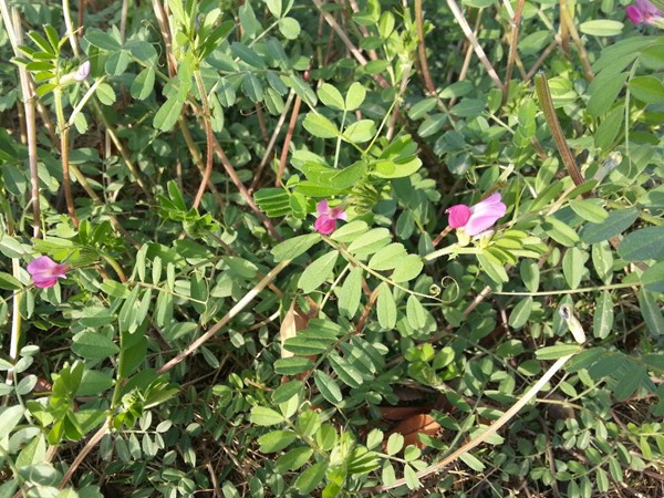 適宜西藏高產飼草，如何提高產量