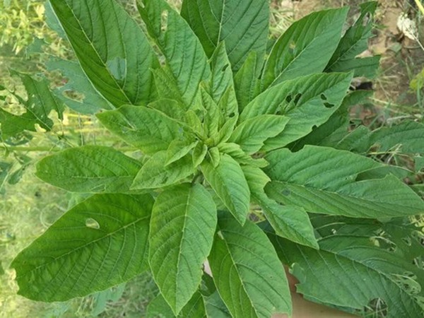 養豬最好的牧草品種，怎樣提高豬肉產量