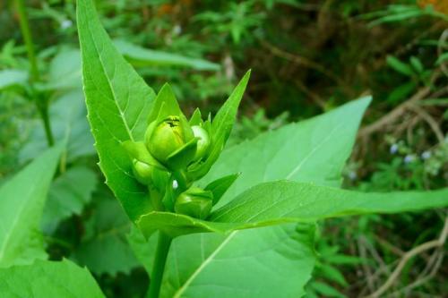 優質的牧草---串葉松香草，基本詳情介紹
