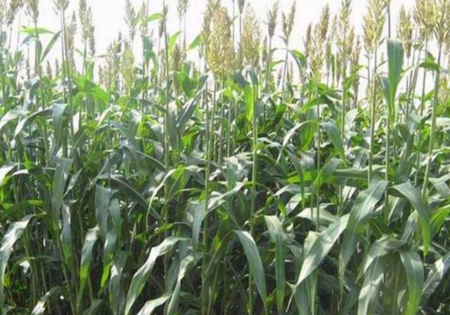 甜高粱播種對生長環境有什么要求，種植應該注意什么