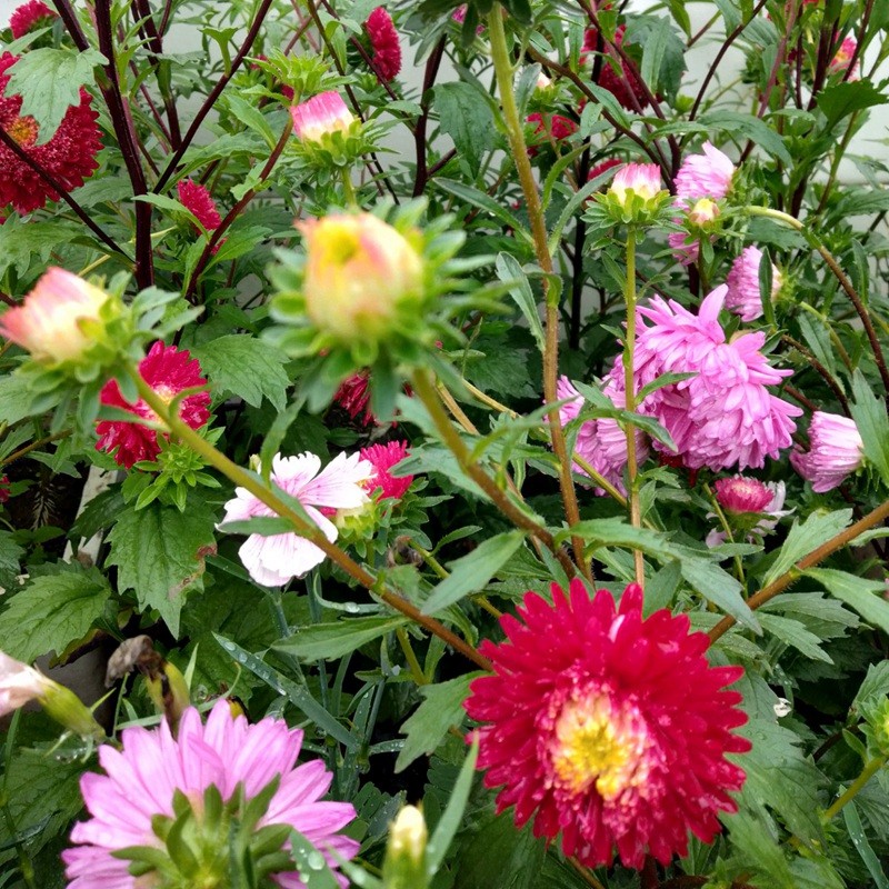 翠菊
