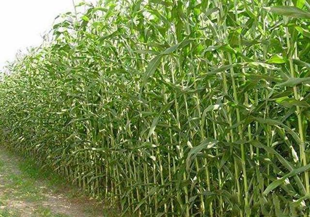 甜高粱播種對生長環境有什么要求，種植應該注意什么