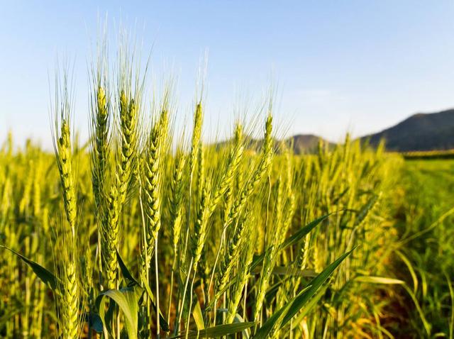 大麥的種植方法與田間管理技術‖病蟲害防治有哪些