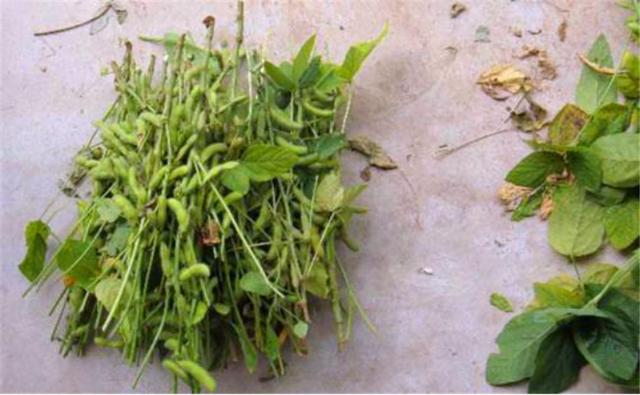 種植黑豆時，掌握技術方法產量能提升