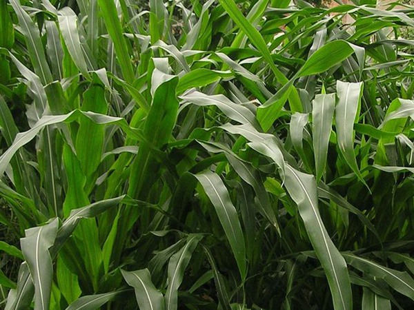 墨西哥玉米種植方法與栽培技術