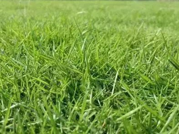 不同氣候地區怎么選擇綠化草種？有什么好的方法？