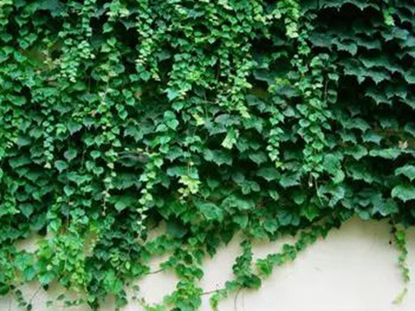 爬山虎種植方法與播種前應該如何準備