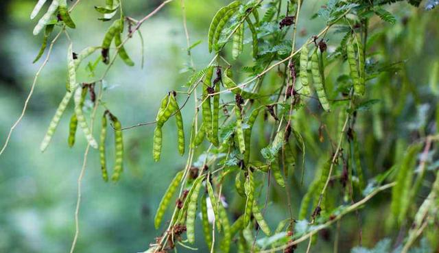 綠籬之王—銀合歡種植環境