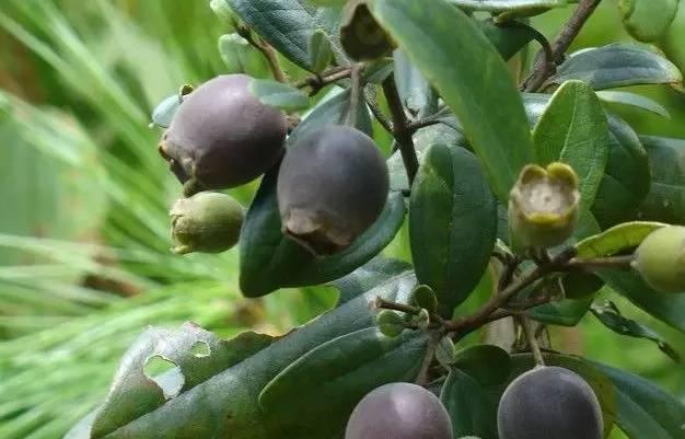 桃金娘可以人工種植嗎？桃金娘種植方法是什么？