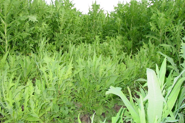 春季栽種苦荬菜種子營養價值高好賣錢