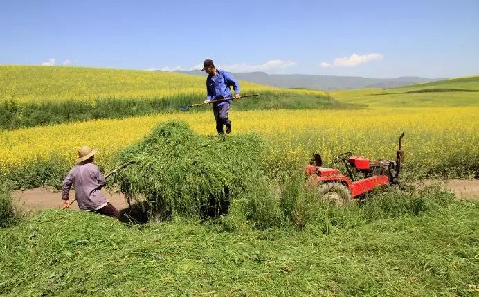 養牛最適合種植什么牧草比較好？種植方法是什么？