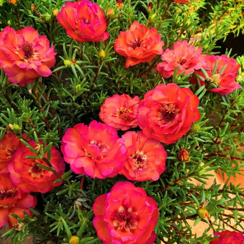 太陽花
