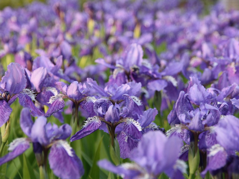 藍花鳶尾