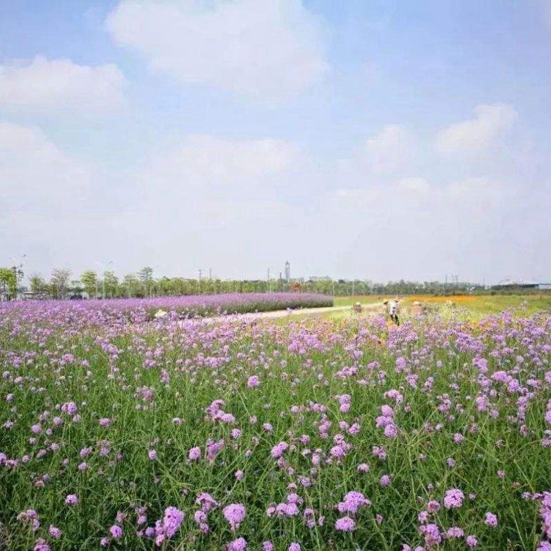 柳葉馬鞭草