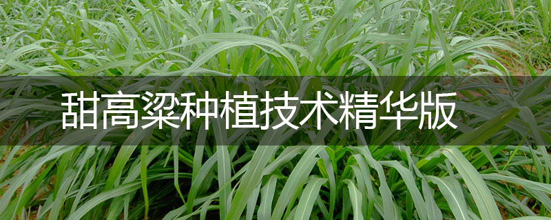 甜高粱種植技術精華版