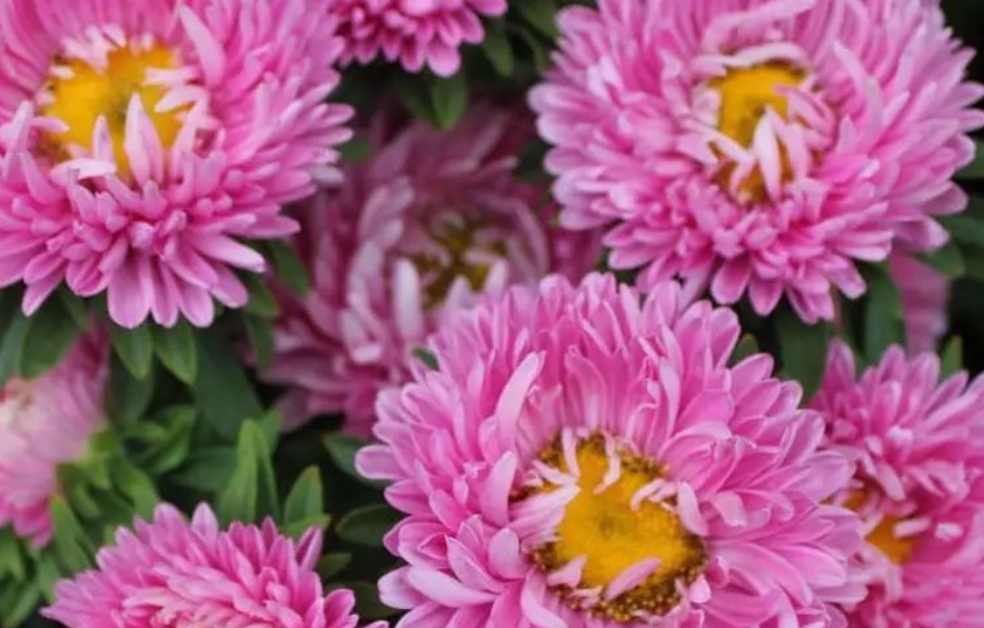 翠菊3.jpg