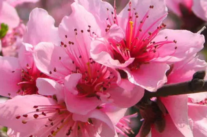 桃花1.jpg