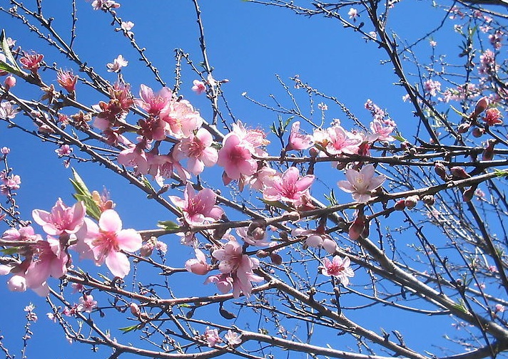 桃花3.jpg