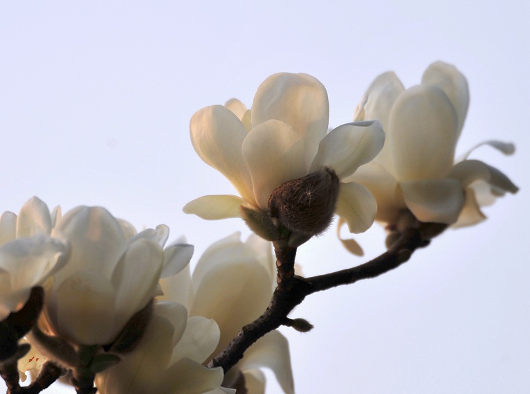 玉蘭花2.jpg