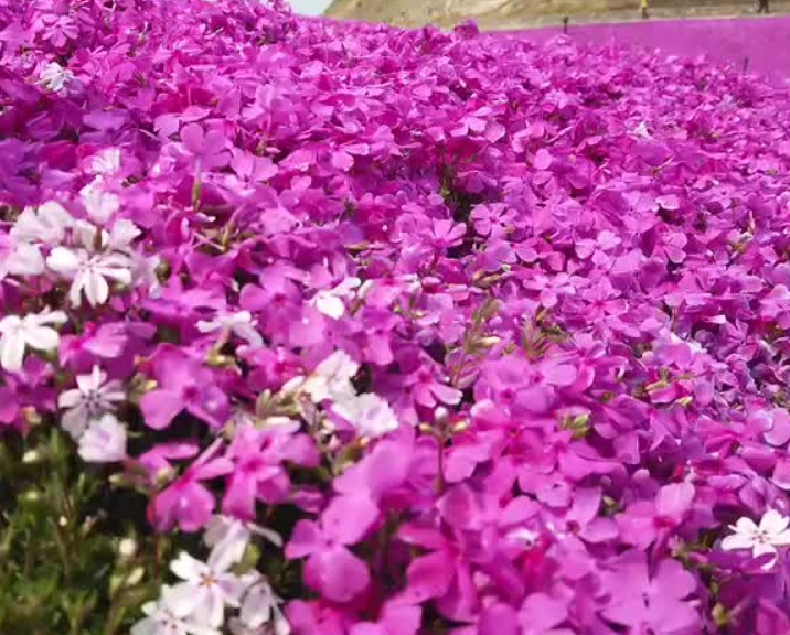芝櫻花1.jpg