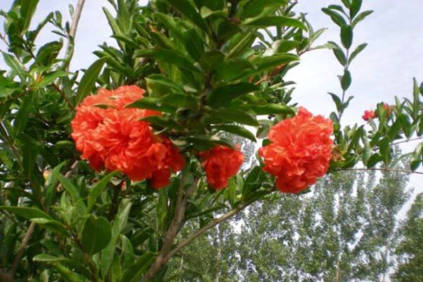 花石榴