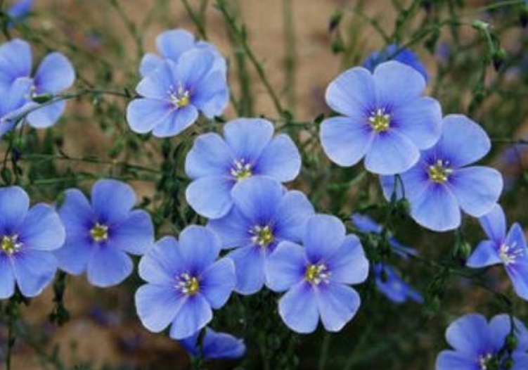 藍花亞麻1111.jpg