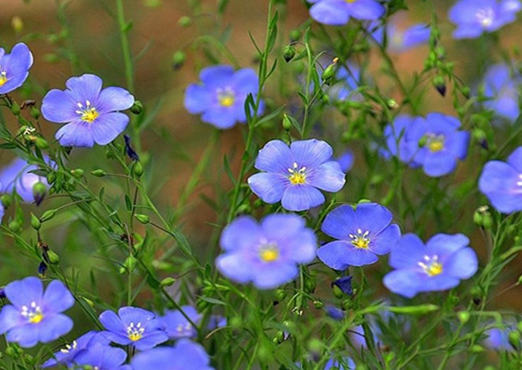 藍花亞麻22222.jpg