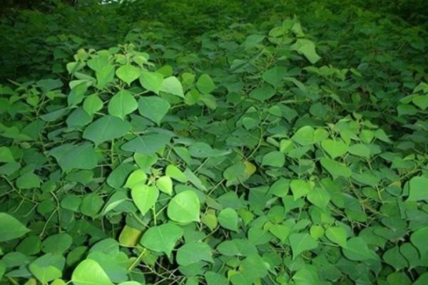 烏桕