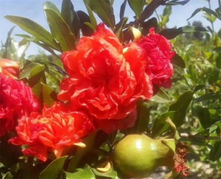 花石榴