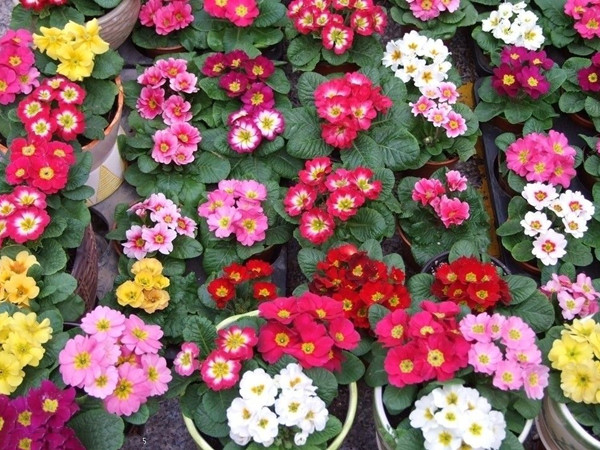 報春花