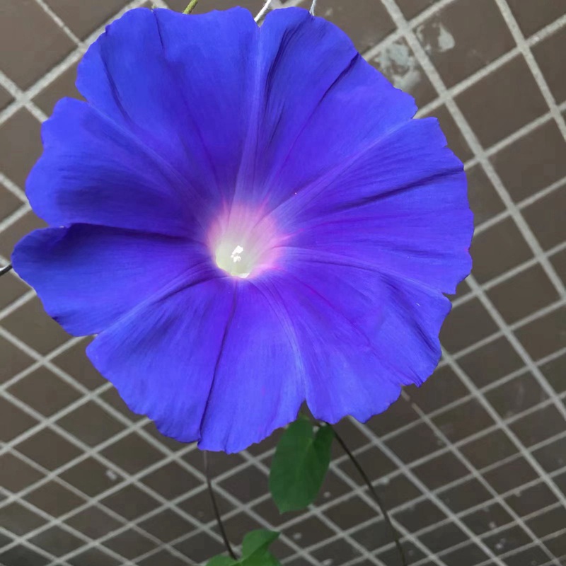 牽牛花