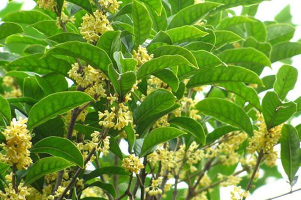 桂花樹