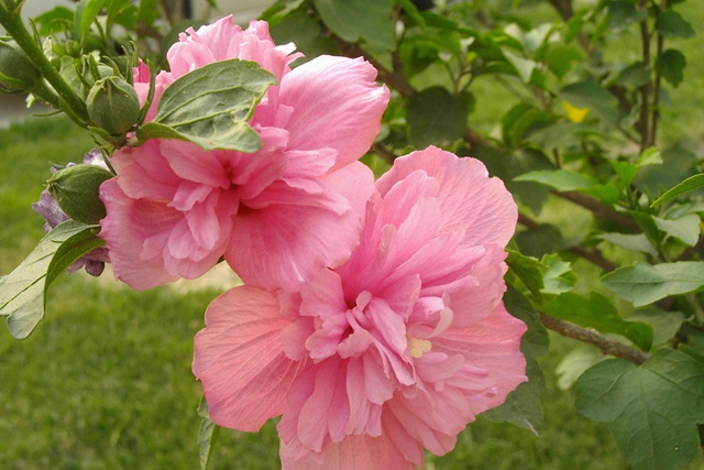 木槿花