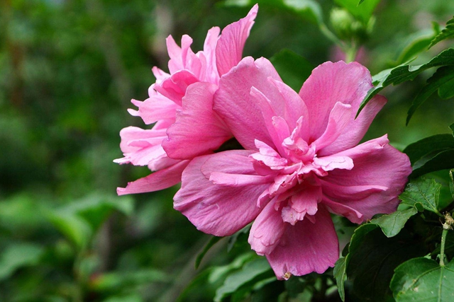 木槿花