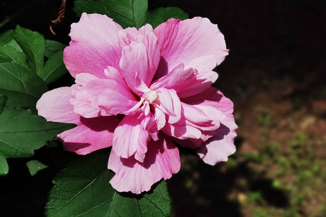 木槿花