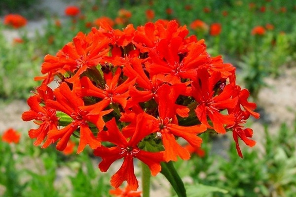 剪秋羅花