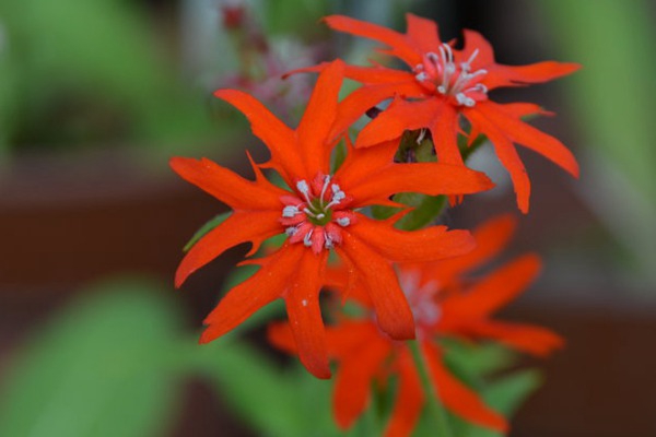 剪秋羅花