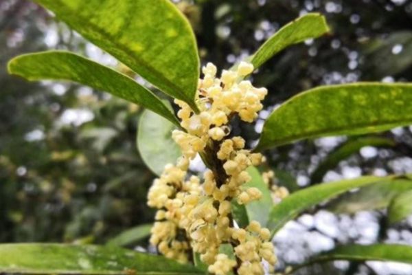 桂花