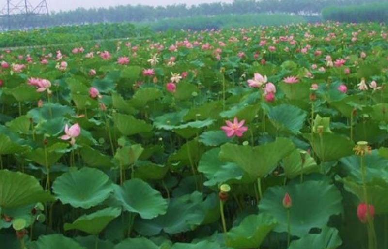 荷花