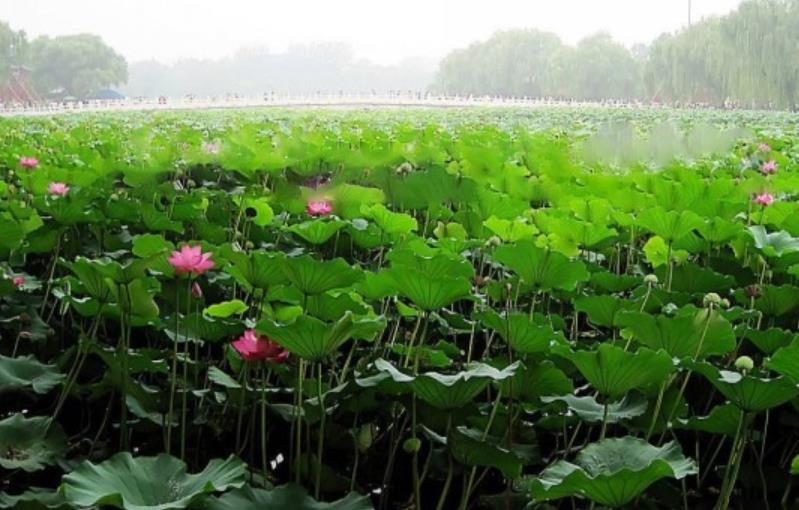 荷花