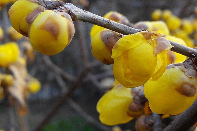梅花樹