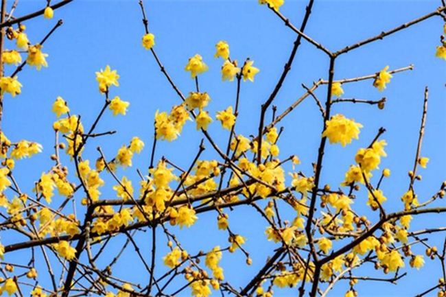 梅花樹