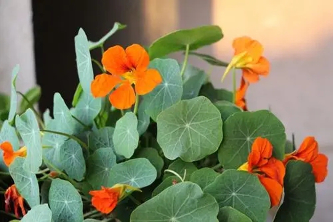 旱荷花