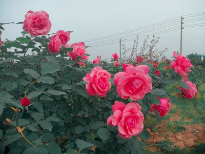 1641209417225595.jpg