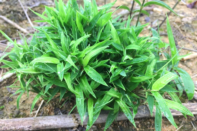 鵝毛竹