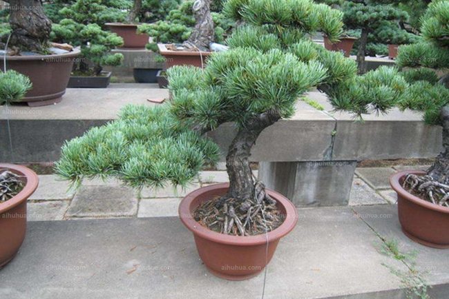 瑞光五針松