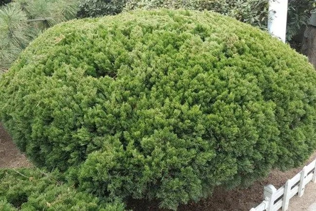 圓柏